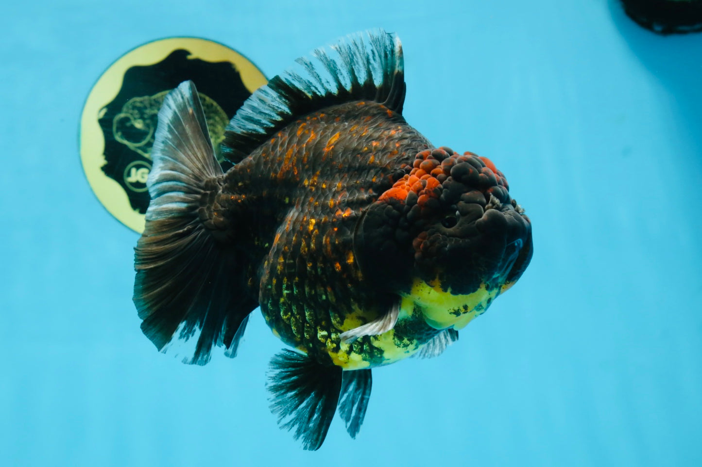 AAA Grade Tiger Yuanbao Female 5.5  inches #101025YB_28