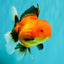 A Grade Apache Oranda Female 5 inches #100926OR_26