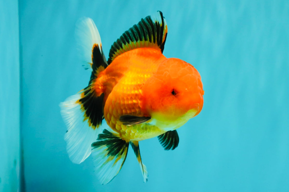 A Grade Apache Oranda Female 5 inches #100926OR_26