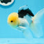 Panda Lemonhead Button Eyes Oranda Male 4.5-5 inches #0830OR_27