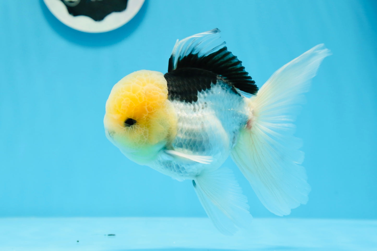 Panda Lemonhead Button Eyes Oranda Male 4.5-5 inches #0830OR_27