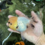 A Grade Grumpy Lemonhead Panda Oranda Female 5 inches #111524OR_13