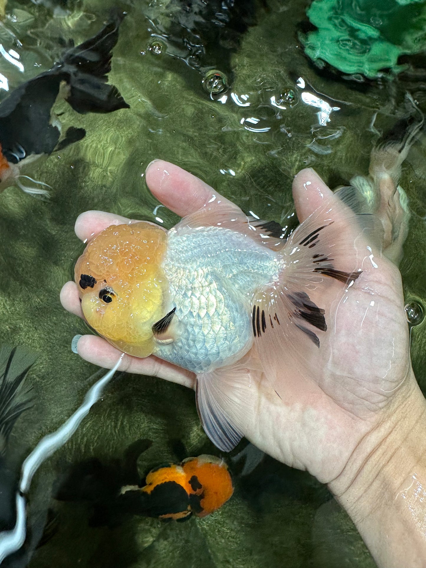 A Grade Grumpy Lemonhead Panda Oranda Female 5 inches #111524OR_13