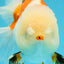 PUPPY A Grade Tricolor Oranda Female 7 inches #040326OR_07