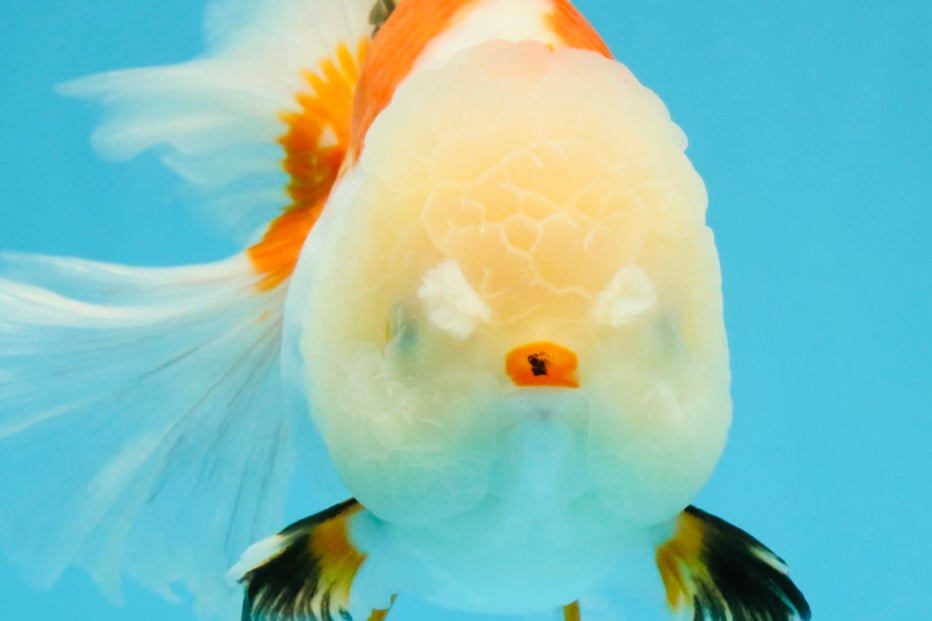 PUPPY A Grade Tricolor Oranda Female 7 inches #040326OR_07