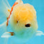 AAA Grade SUNNY Red White Oranda Male 6 inches #082925OR_12
