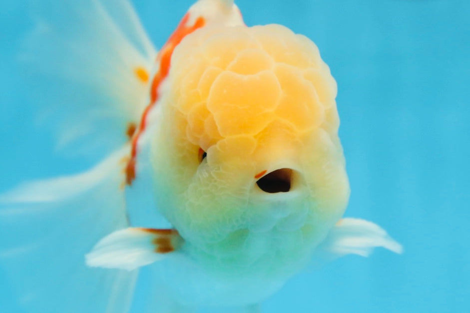 AAA Grade SUNNY Red White Oranda Male 6 inches #082925OR_12