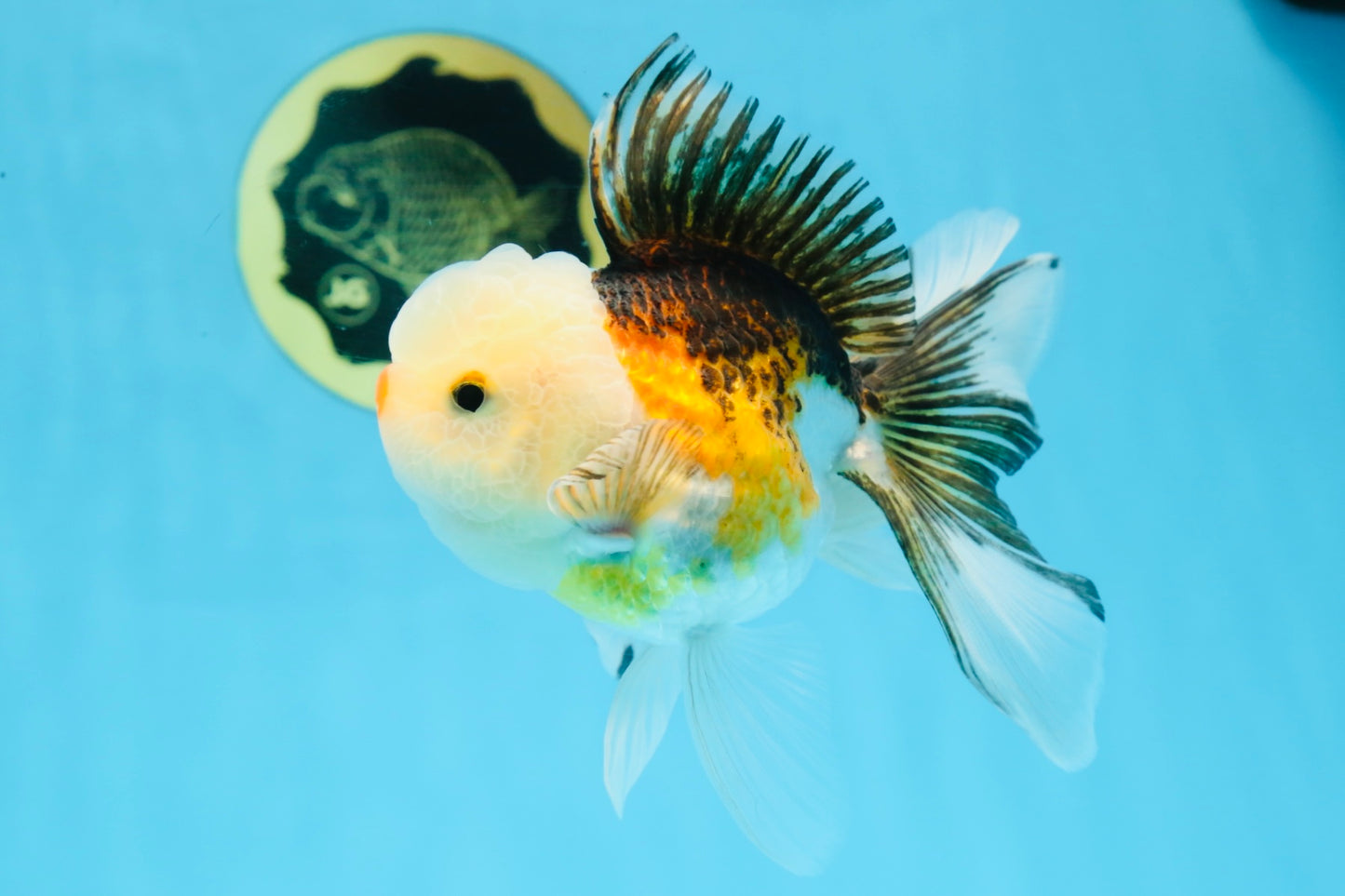 Tricolor Oranda Male 5 inches #091925OR_05