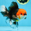 A Grade Tricolor Oranda Male 5.5 inches #081525OR_26