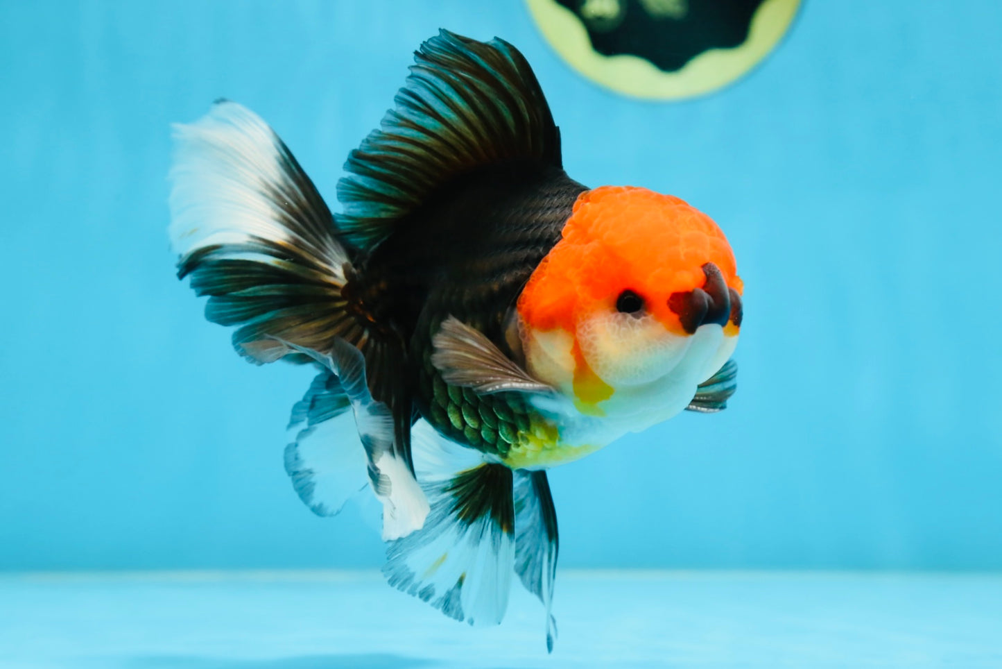 A Grade Tricolor Oranda Male 5.5 inches #081525OR_26