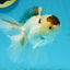 Panda Oranda Male 4.5-5 inches #121324OR_20