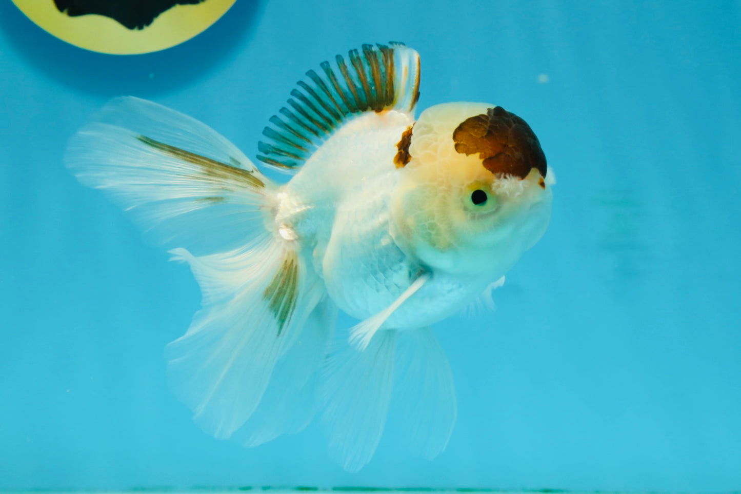 Panda Oranda Male 4.5-5 inches #121324OR_20