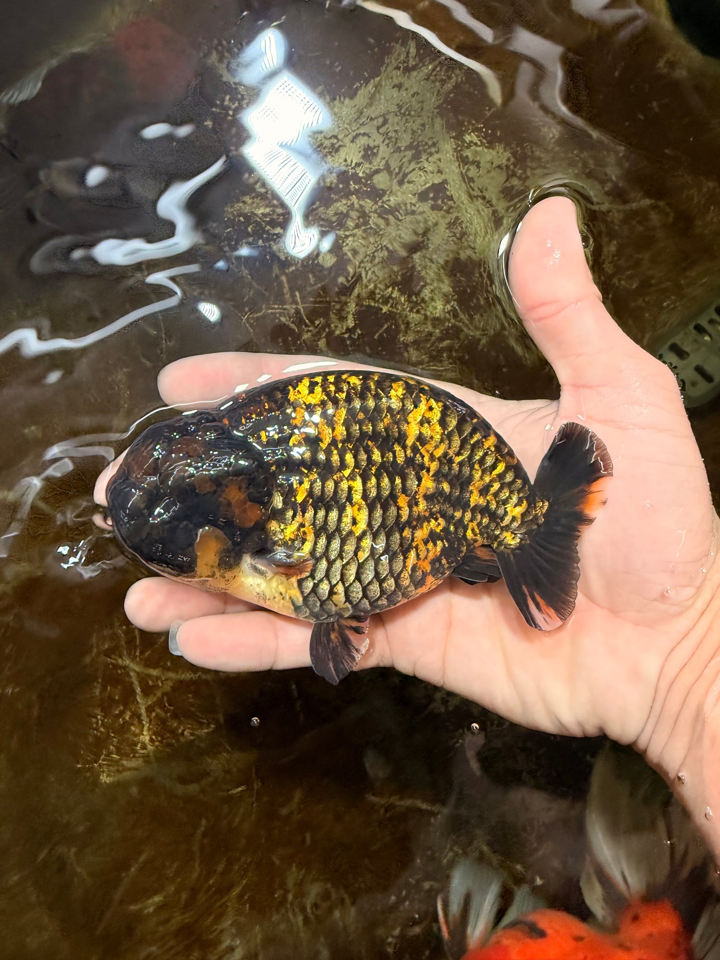 A Grade Tiger LionKing 4.5-5 inches #110725LC_17