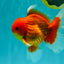 A Grade Strong Body Structure Red White Oranda Male 5-5.5 inches #062626OR_27