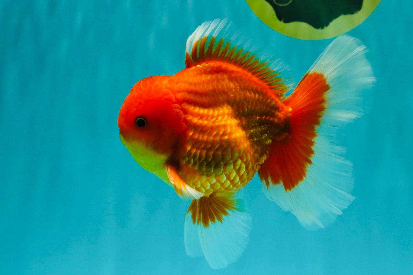A Grade Strong Body Structure Red White Oranda Male 5-5.5 inches #062626OR_27