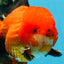 AAA Grade Young Godzilla Apache Oranda Male 6 inches #081525OR_09