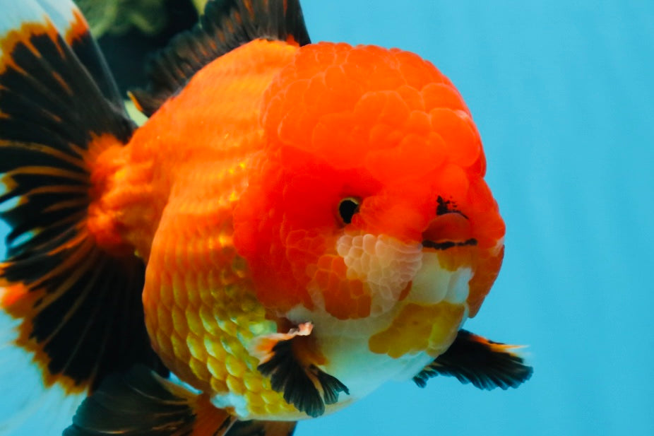 AAA Grade Young Godzilla Apache Oranda Male 6 inches #081525OR_09