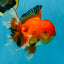 AAA Grade CHONKY Red White Oranda Male 5-5.5 inches #062025OR_16