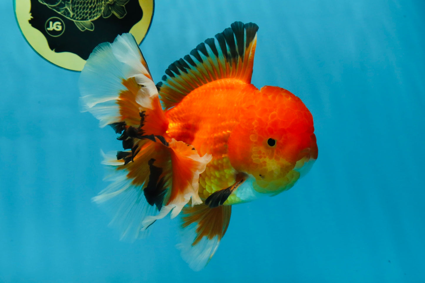 AAA Grade CHONKY Red White Oranda Male 5-5.5 inches #062025OR_16