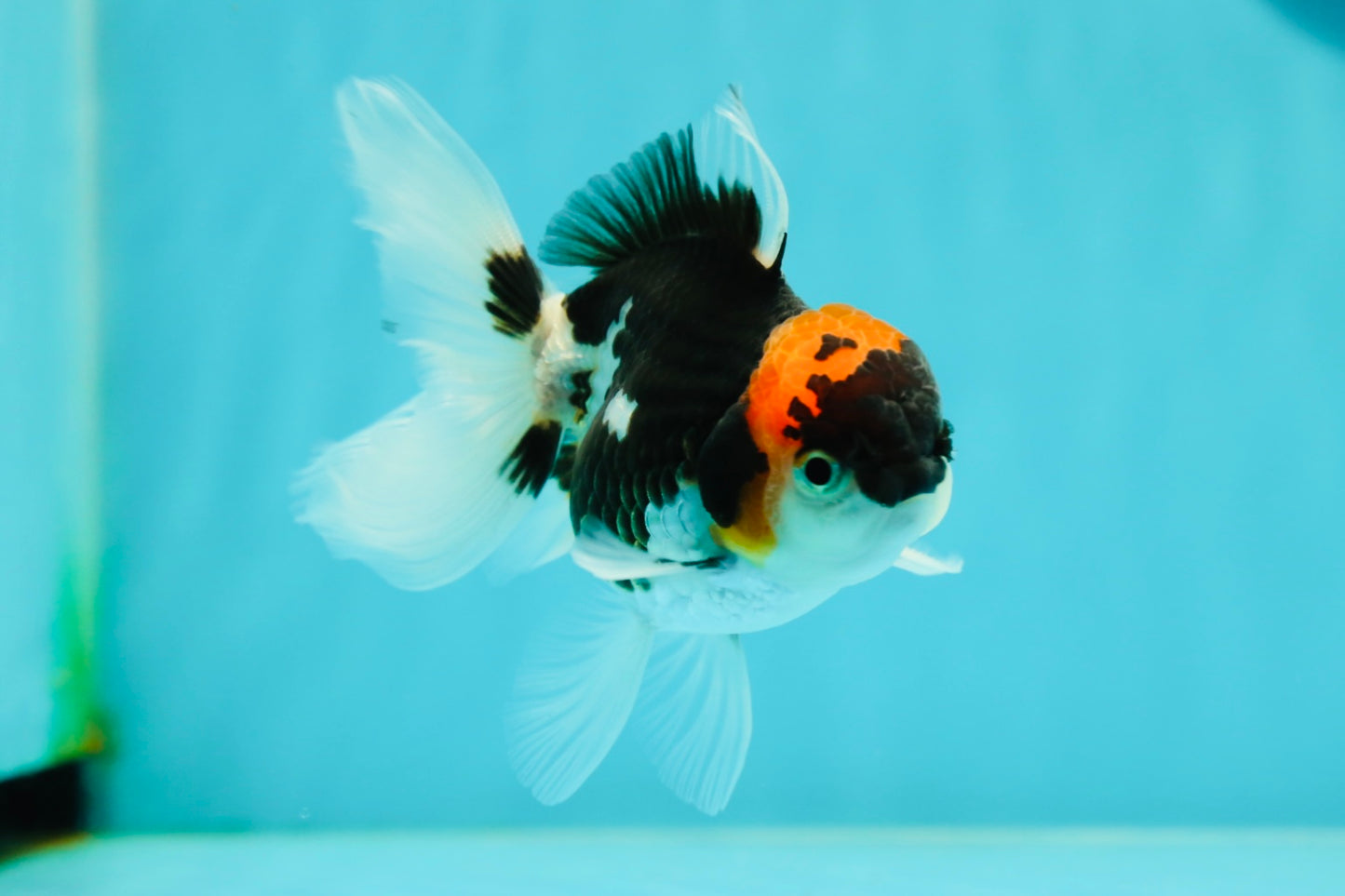 Tricolor Oranda Male 3.5-4 inches #102524OR_20