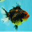 A Grade Tiger Oranda Female 5.5 inches #090426OR_07