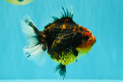 A Grade Tiger Oranda Female 5.5 inches #090426OR_07