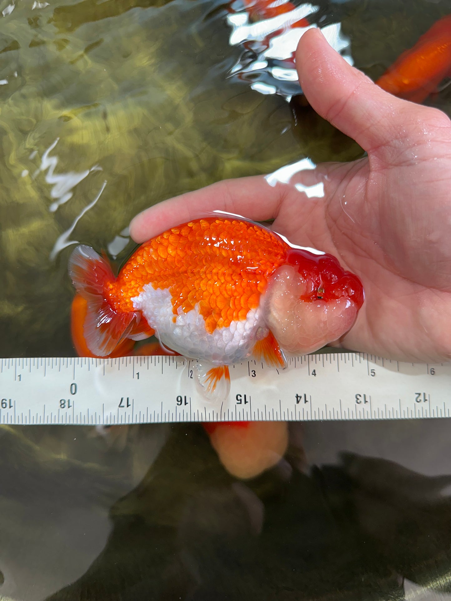 A Grade Red White LionQueen 4.5-5 inches #052325LC_20