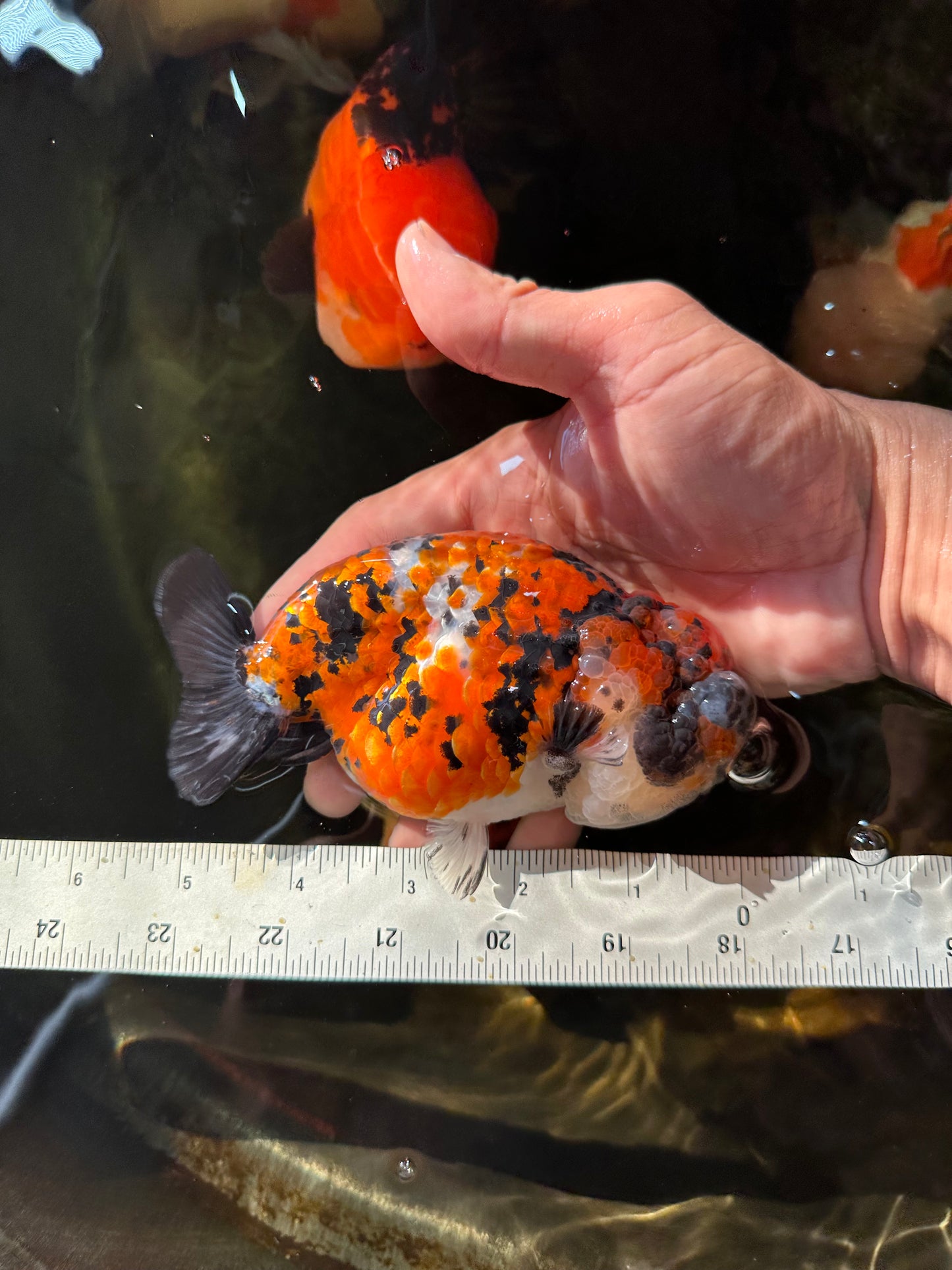 RARE AAA Grade Special Tricolor Tiger LionQueen 5.5 inches #082225LC_01