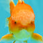 Red White Oranda Male 6 inches #090426OR_11