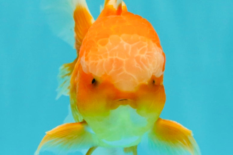 Red White Oranda Male 6 inches #090426OR_11