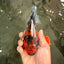 A Grade Tiger Oranda Female 5.5 inches #062626OR_38