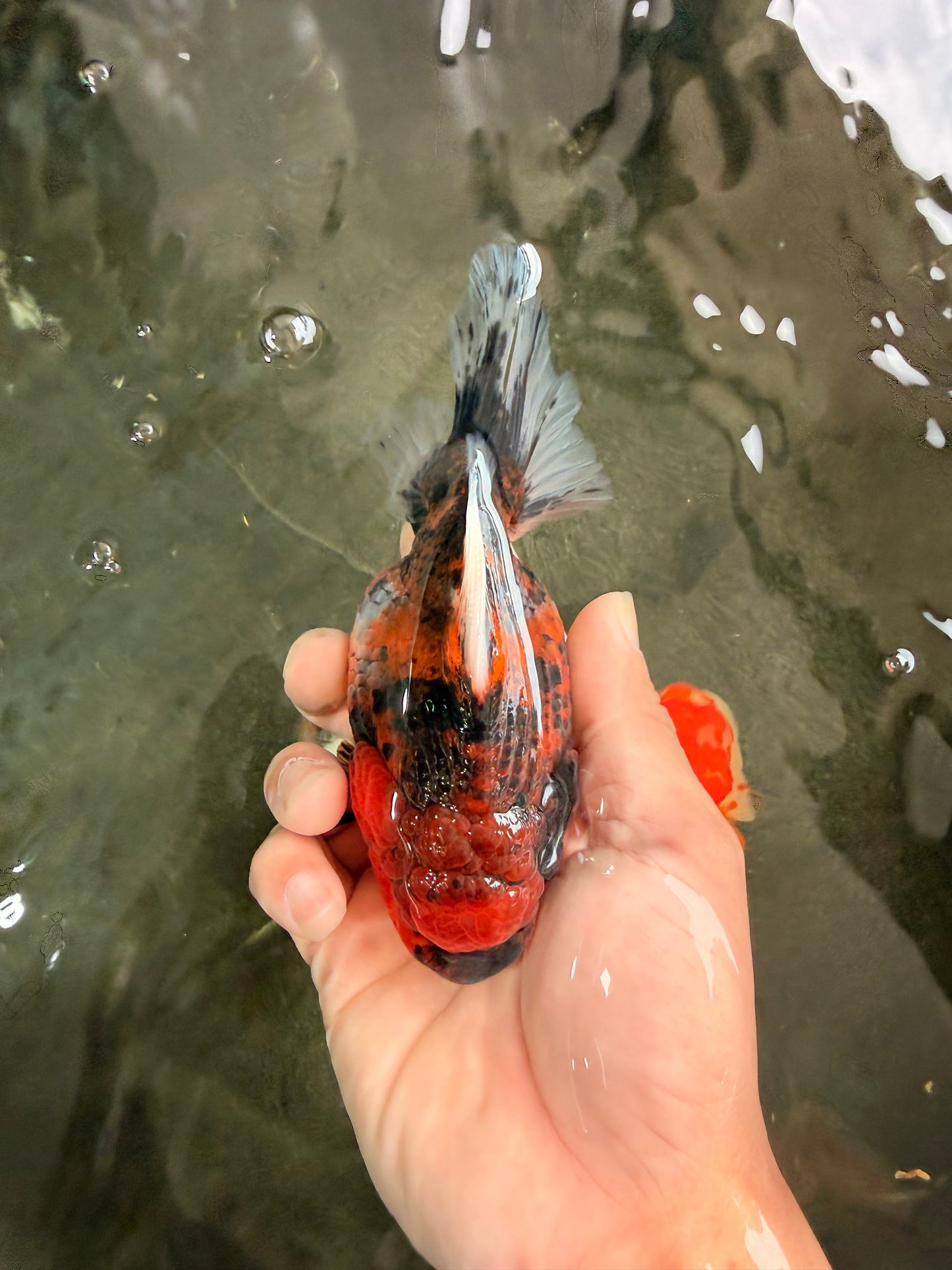 A Grade Tiger Oranda Female 5.5 inches #062626OR_38