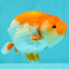A Grade Red White LionKing 4.5 inches #070326LC_36