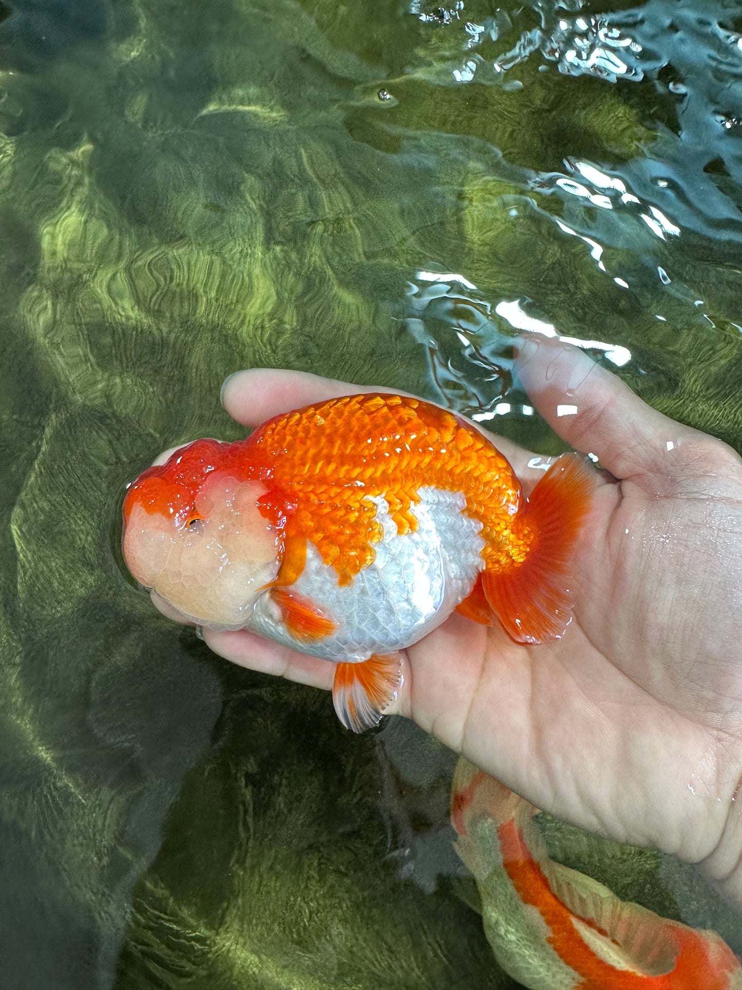 AAA Grade TOP Red White LionQueen 4.5 inches #051625LC_38