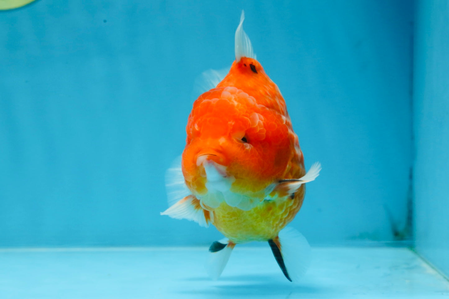 PUMPKIN A Grade  Sakura Yuanbao Male 4.5 inches #101725YB_29