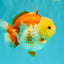 Little Chicken AAA Grade Red White Yuanbao Male 4.5-5 inches #061926YB_34