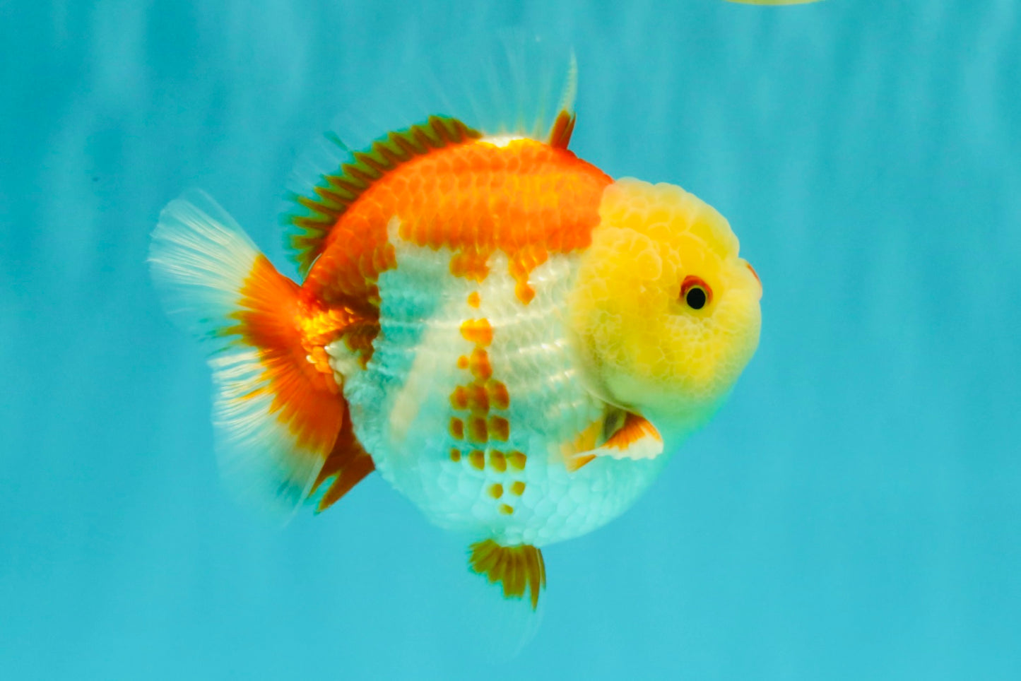 Little Chicken AAA Grade Red White Yuanbao Male 4.5-5 inches #061926YB_34
