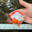 UNIQUE AAA Grade Red White Ryukin Male 4-4.5 inches #050126RK_01