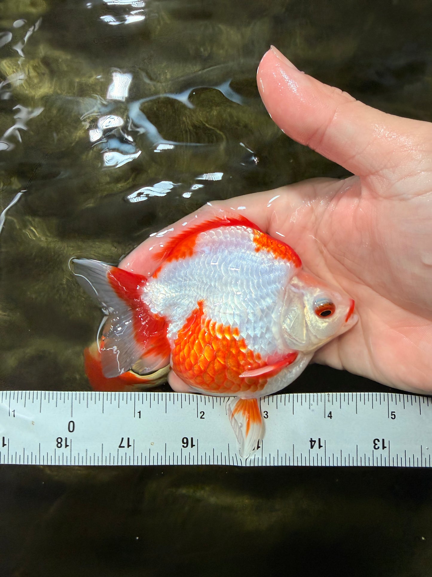 UNIQUE AAA Grade Red White Ryukin Male 4-4.5 inches #050126RK_01