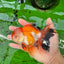 AAA Grade Tricolor Oranda Male 5-5.5 inches #0830OR_21