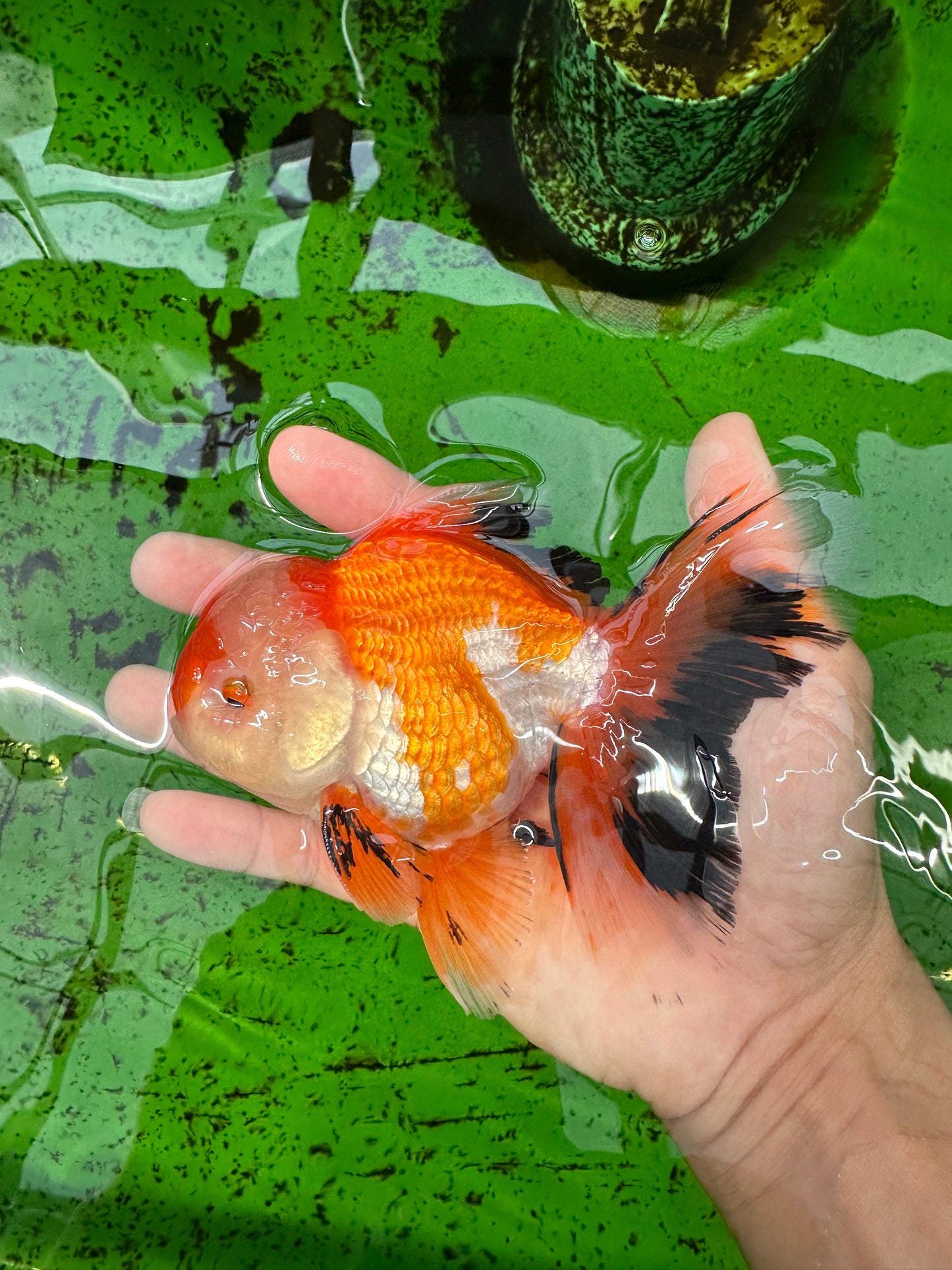 AAA Grade Tricolor Oranda Male 5-5.5 inches #0830OR_21