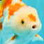 SPECIAL A Grade Red White Oranda Male 6-6.5 inches #051526OR_02