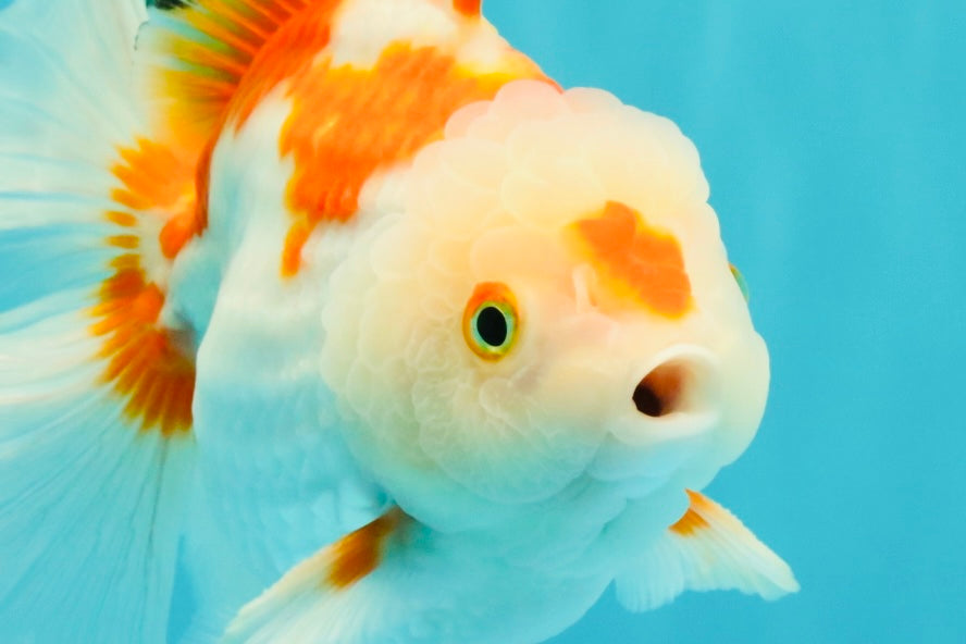 SPECIAL A Grade Red White Oranda Male 6-6.5 inches #051526OR_02