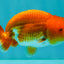 A Grade Red White LionKing 4-4.5 inches #070326LC_37