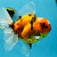 AAA Grade TOP Tiger Oranda Female 6-6.5 inches #051625OR_16