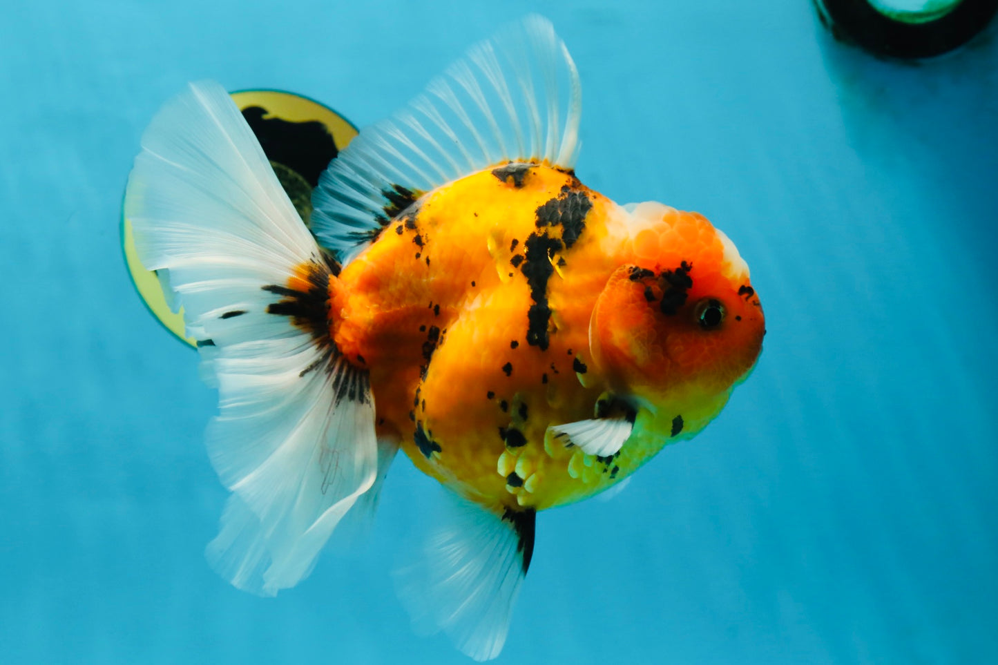 AAA Grade TOP Tiger Oranda Female 6-6.5 inches #051625OR_16