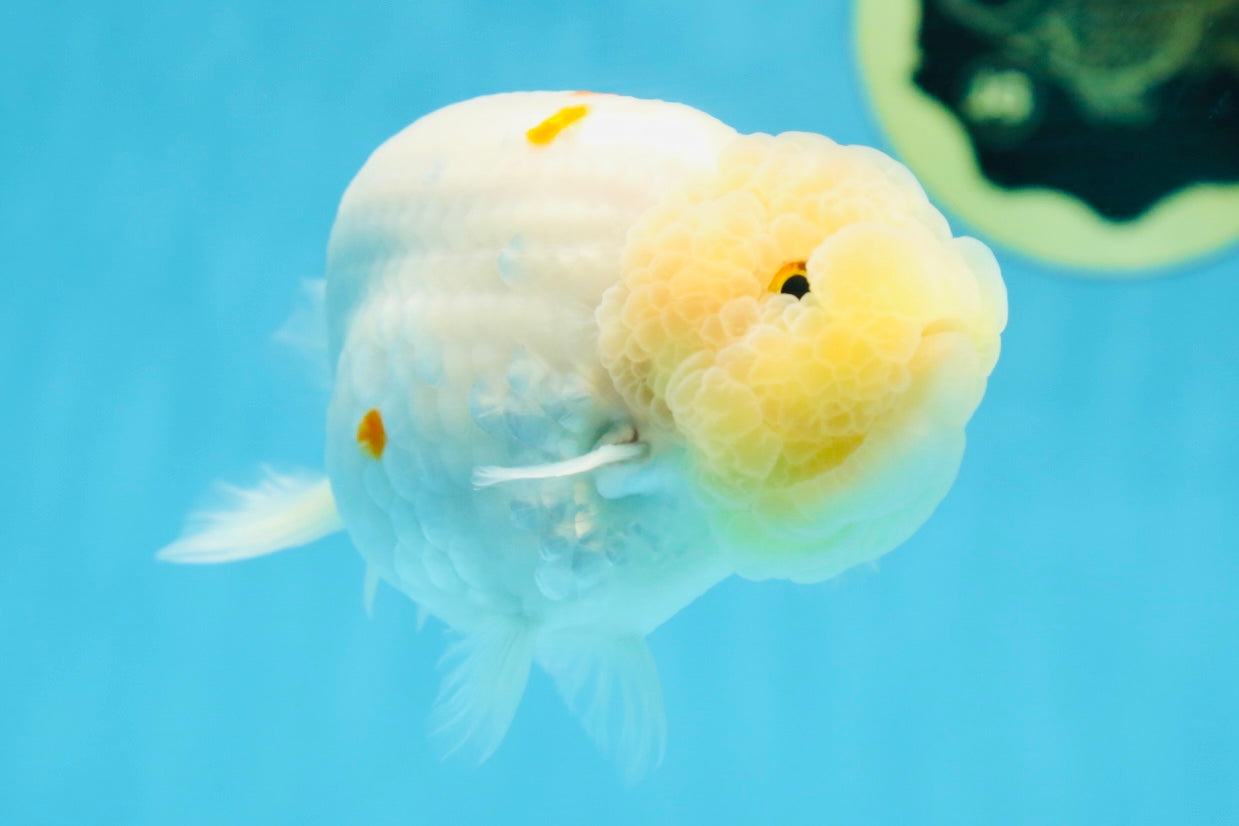 A Grade Red White Sakura Lionking 4.5 inches #080125LC_15