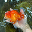 AAA Grade Red White Oranda Male 6 inches #080125OR_12