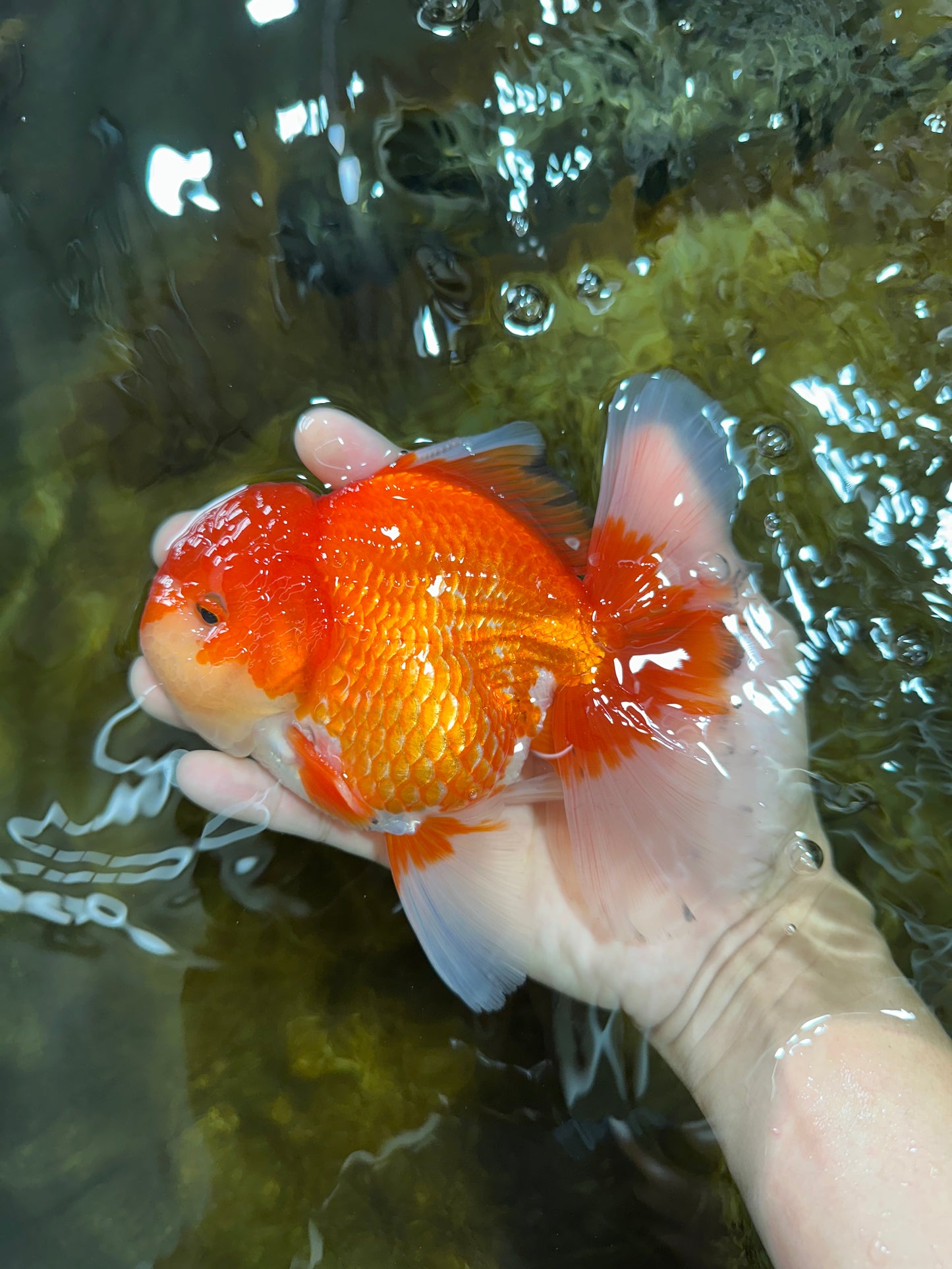 AAA Grade Red White Oranda Male 6 inches #080125OR_12