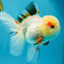 A Grade Tricolor Oranda Female 5 inches #050225OR_01